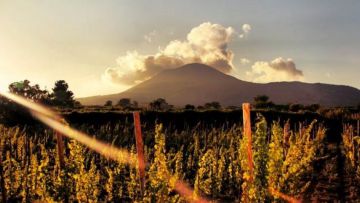 Vesuvius Wine Tasting from Pompeii